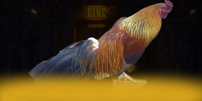 CONGA6789 - Tổng quan về hệ thống với góc nhìn khách quan. CONGA6789 - Tổng quan về hệ thống với góc nhìn khách quan.