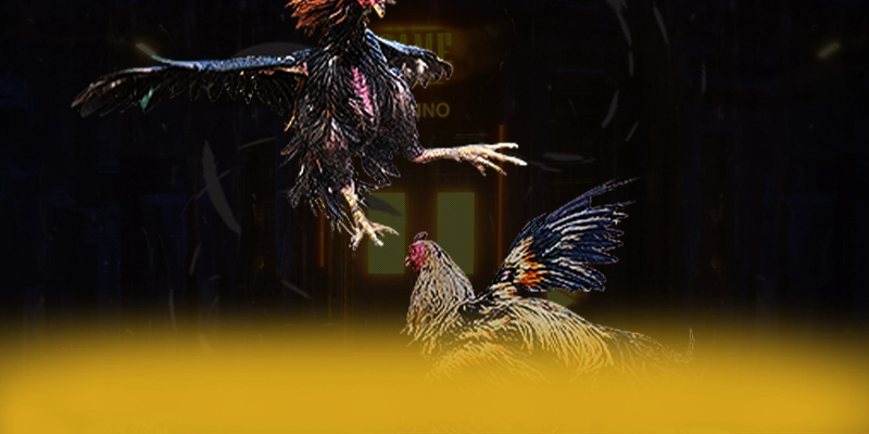 ĐÁ GÀ TRỰC TIẾP - Kết bài dành cho người chơi. ĐÁ GÀ TRỰC TIẾP - Kết bài dành cho người chơi.