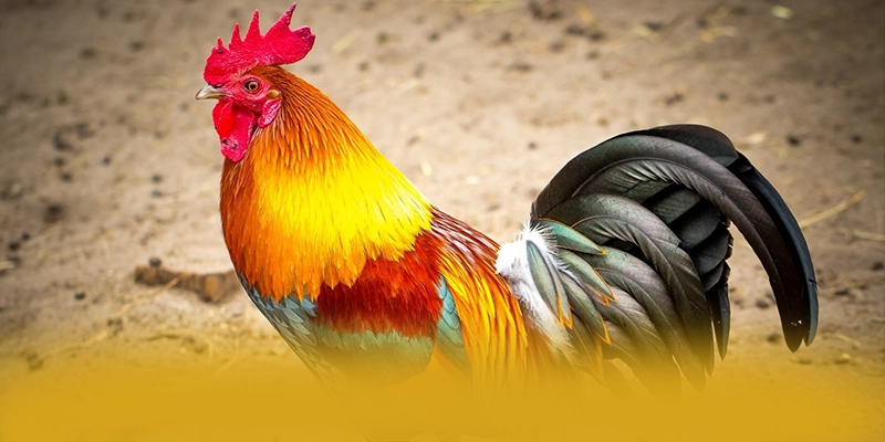 tài xỉu online - Tổng kết hành trình phát triển từ cộng đồng game thủ. tài xỉu online - Tổng kết hành trình phát triển từ cộng đồng game thủ.