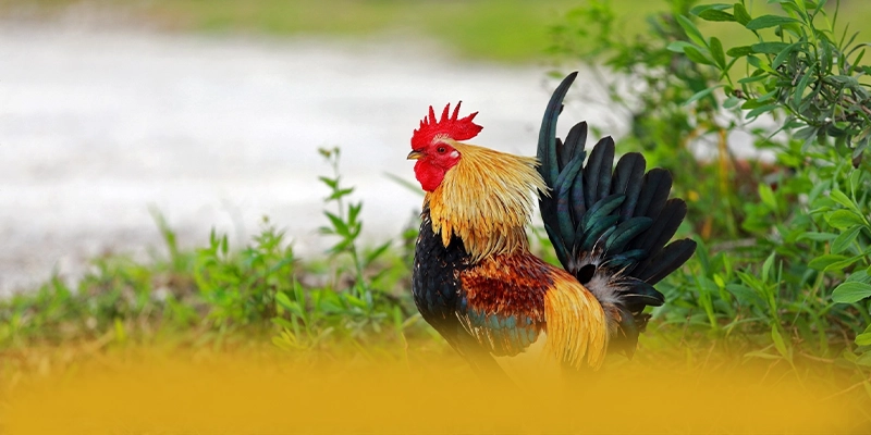 VWIN - Cổng game bài uy tín trên thị trường VWIN - Cổng game bài uy tín trên thị trường