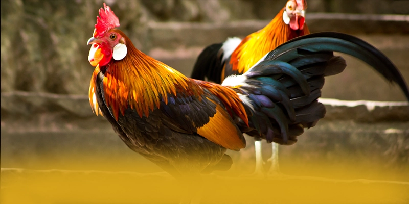 Khám phá ngay DAGA88 - Thương hiệu được nhiều người chơi lựa chọn trên thị trường
Khám phá ngay DAGA88 - Thương hiệu được nhiều người chơi lựa chọn trên thị trường