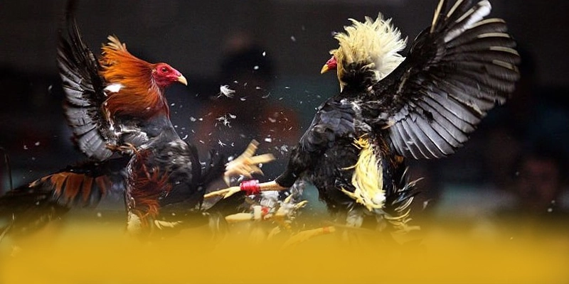 W88 - Cổng giải trí tốc độ cao hiện nay W88 - Cổng giải trí tốc độ cao hiện nay