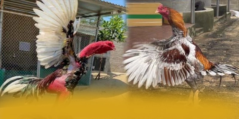 Khám phá hành trình của FAFA191 - Cổng giải trí chất lượng 2025
Khám phá hành trình của FAFA191 - Cổng giải trí chất lượng 2025