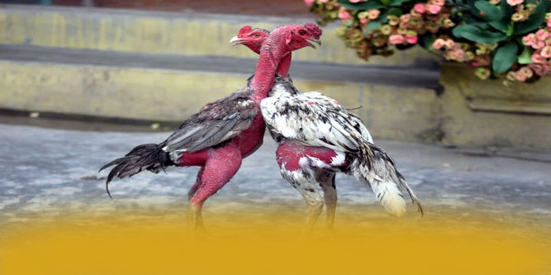 KUWIN - Đánh giá chung về thương hiệu với góc nhìn khách quan. KUWIN - Đánh giá chung về thương hiệu với góc nhìn khách quan.